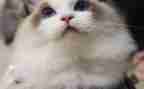 关于猫的调查报告7篇