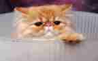《猫》的心得体会精选6篇