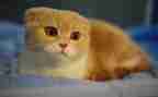 画熊猫的心得体会6篇