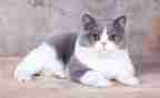 我是猫的心得体会5篇