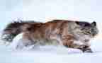 《猫》的心得体会模板7篇