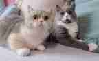 功夫熊猫的心得体会5篇