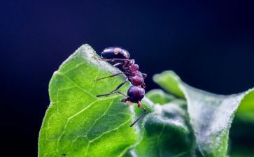 蚂蚁的教案推荐7篇