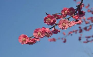 张桂梅先进事迹心得6篇