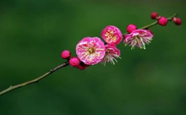 我爱梅花作文6篇