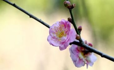 我爱梅花作文通用5篇