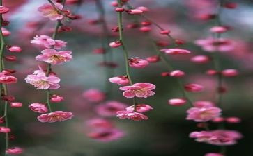 幼儿园吹梅花教案8篇