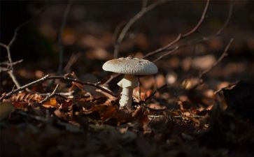 采蘑菇的教案模板5篇