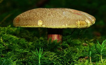 《采蘑菇》教案5篇