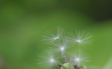 蒲公英的旅行作文5篇