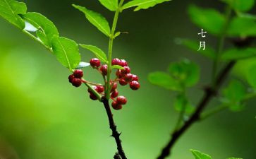 七月份的工作总结优质5篇