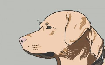 《导盲犬迪克》的读后感5篇