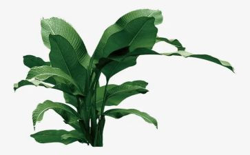 校园植树活动策划7篇