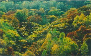 树的四季教案推荐5篇