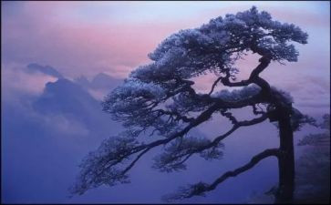 松鼠动物作文5篇