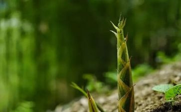 芽竹笋作文6篇