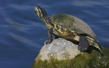 乌龟爬幼儿园教案5篇