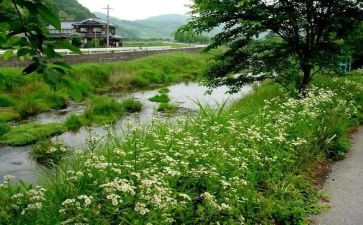 《夏洛的网》夏洛读后感600字6篇