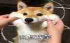 《笑》作文400字优秀作文8篇