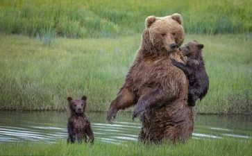 小熊过桥教案精选5篇