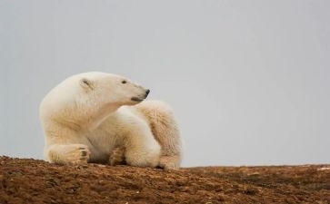 小小熊教案及反思5篇