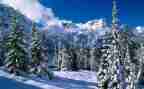 描写雪的作文300字最新5篇
