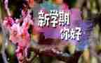 幼儿园中班下学期工作计划2023最新5篇