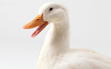 鸭宝宝教案优秀6篇