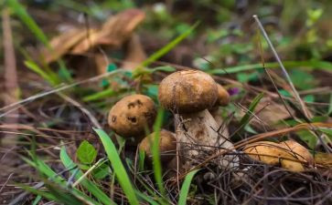 野生菌宣传总结8篇