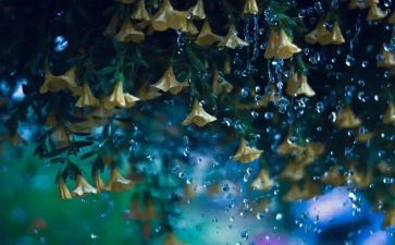 那一场雨作文推荐5篇