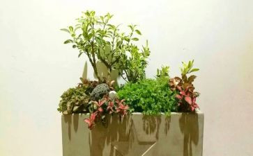 园艺个人工作总结6篇