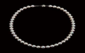 珍珠鸟的心得7篇