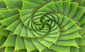 我的植物的作文300字8篇