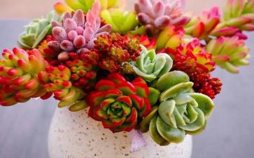植物生长记作文7篇