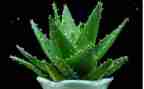 植物与植物作文精选5篇