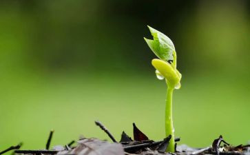 种子的一生作文5篇